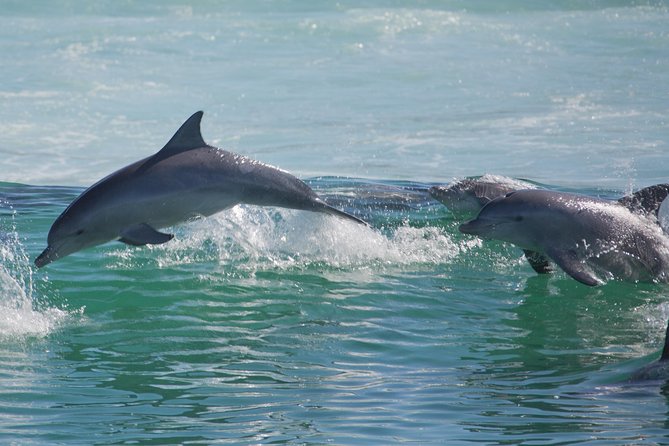 Private Port Stephens Day Trip from Sydney incl Dolphin Cruise - What the private format really gives you