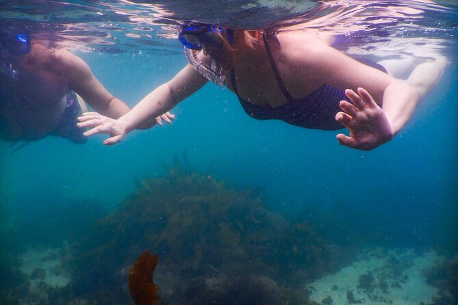 Private Snorkeling Tour In Sydney's Marine Reserve - The sea life you may see