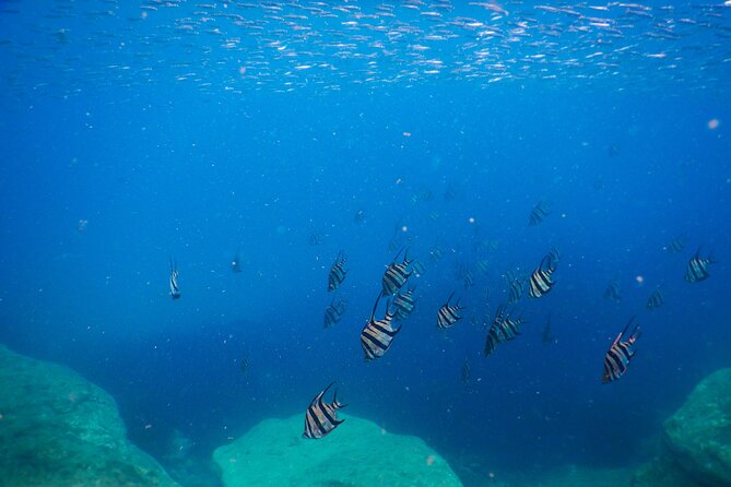 Private Snorkeling Tour In Sydney's Marine Reserve - Why beginners may find this outing comfortable