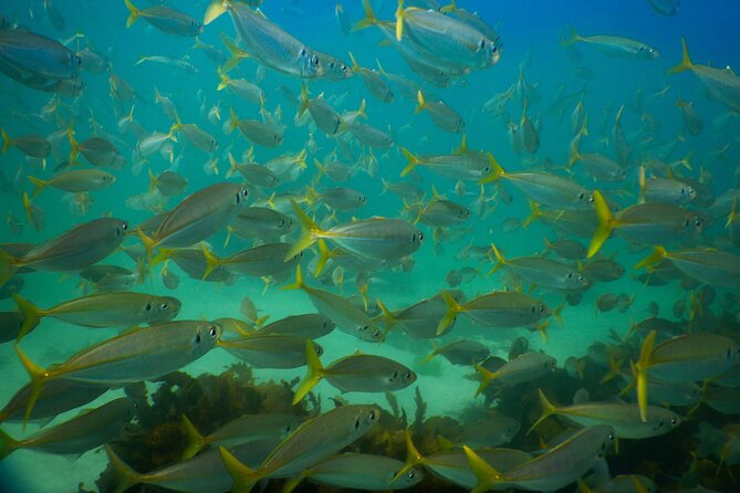 Private Snorkeling Tour In Sydney's Marine Reserve - What happens if Clovelly is unsafe