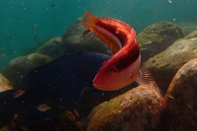 Private Snorkeling Tour In Sydney's Marine Reserve - Your time after the swim
