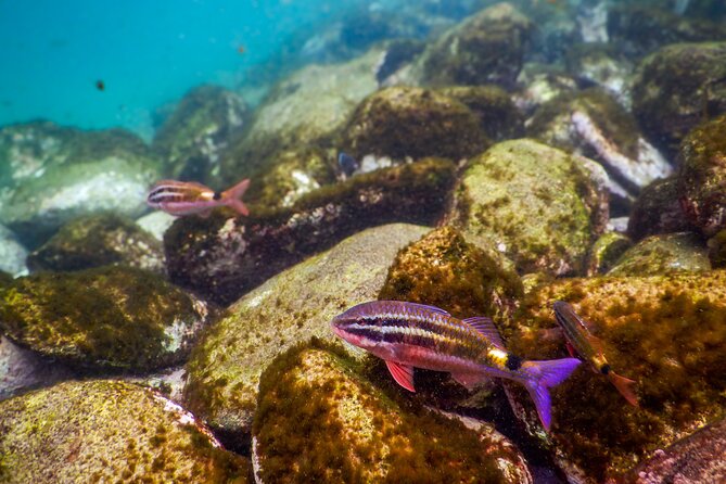 Private Snorkeling Tour In Sydney's Marine Reserve - Is $143.09 per person fair?