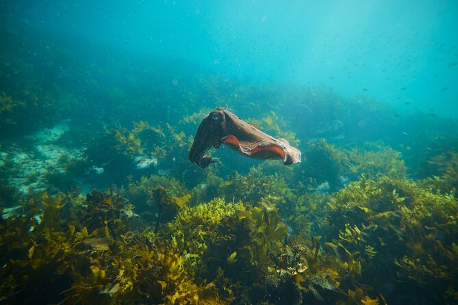 Private Sydney Snorkeling Experience: Explore Cabbage Tree Bay - How the private format helps families and mixed abilities