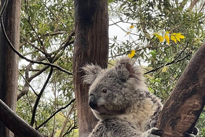 Private Tour Blue Mountains Day Adventure Wildlife + River Cruise - A full day beyond the usual Blue Mountains stops