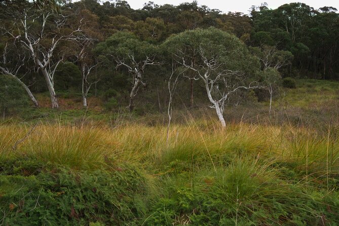 Private Tour Blue Mountains Day Adventure Wildlife + River Cruise - Optional survival skills with an outdoor instructor