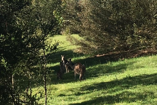 Private Tour Blue Mountains Day Adventure Wildlife + River Cruise - The river ferry changes the pace