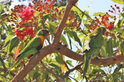 Private tour of Ku-Ring-Gai National Park and Northern Beaches