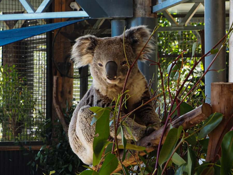 Roos, Blues & Views - Blue Mountains Day Tour w Lunch - Should you book Roos, Blues & Views?