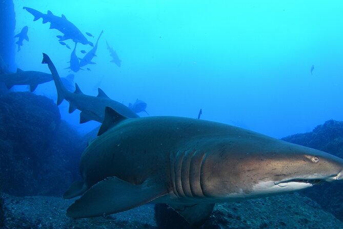 Scuba Dive With Grey Nurse Sharks in Bushrangers Bay - Key points before you book