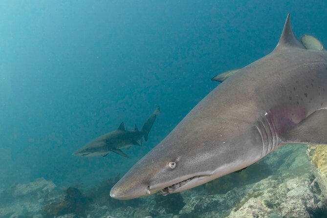 Scuba Dive With Grey Nurse Sharks in Bushrangers Bay - Why Bushrangers Bay is worth the early start