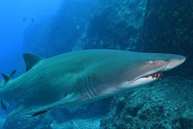 Scuba Dive With Grey Nurse Sharks in Bushrangers Bay - What the guides add to the experience