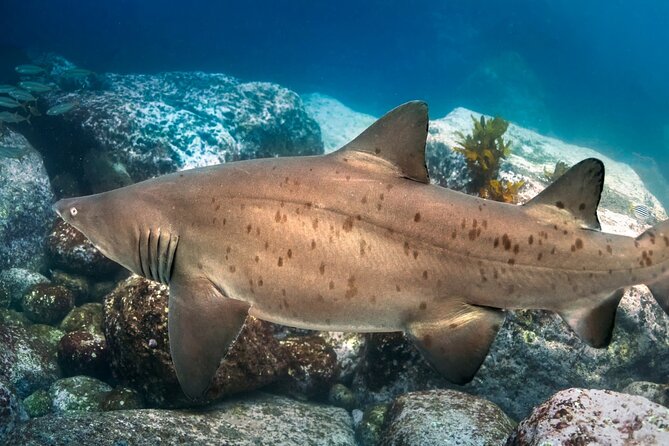 Scuba Dive With Grey Nurse Sharks in Bushrangers Bay - Is the $247.45 price good value?