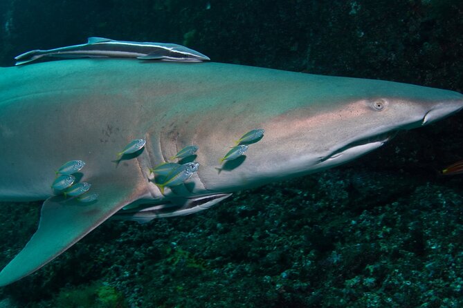 Scuba Dive With Grey Nurse Sharks in Bushrangers Bay - Meeting in Bondi at 6:30 am