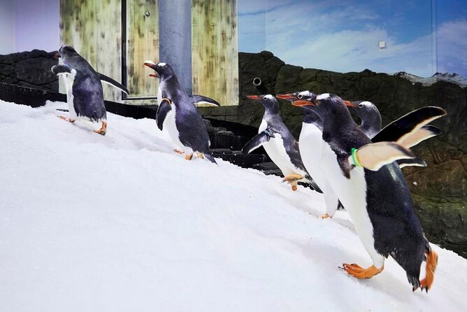 SEA LIFE Sydney Aquarium Entrance Ticket - What your $31.56 ticket gets you