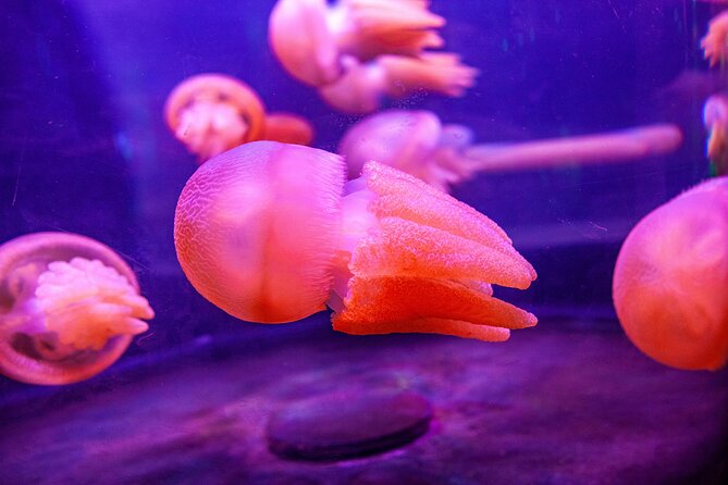 SEA LIFE Sydney Aquarium Entrance Ticket - Shark Valley is the main crowd magnet