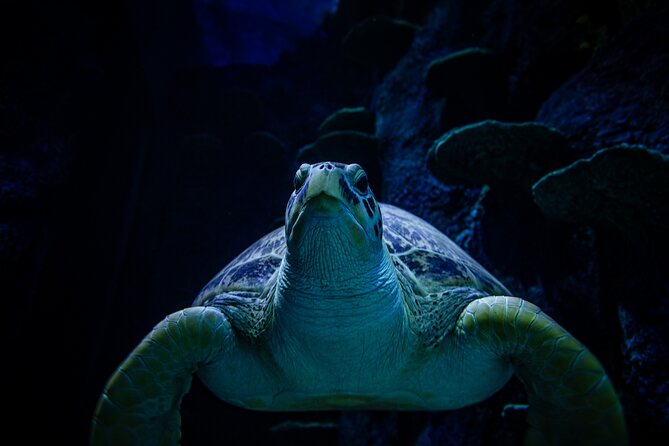 SEA LIFE Sydney Aquarium Entrance Ticket - Touch pools and hands-on displays help younger children