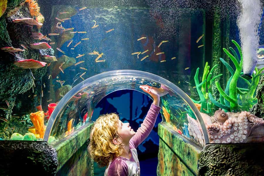 SEA LIFE Sydney Aquarium Entry Ticket - What a SEA LIFE Sydney Aquarium visit feels like