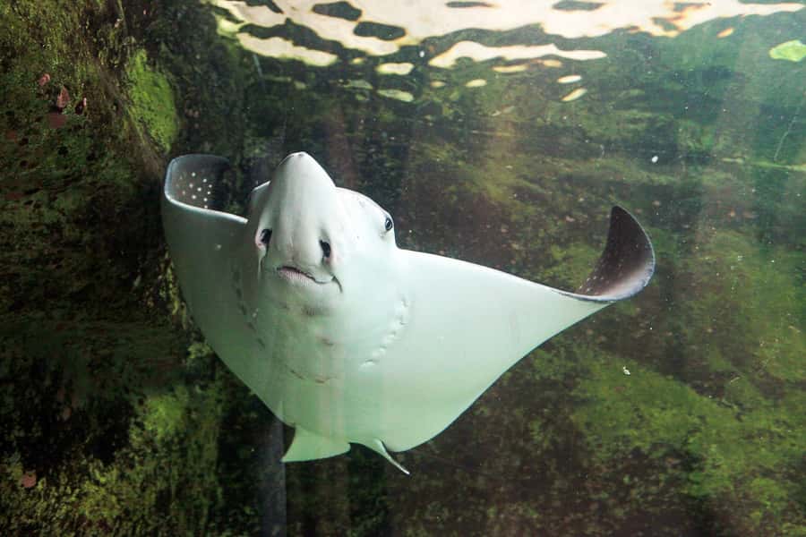 SEA LIFE Sydney Aquarium Entry Ticket - Best time to go and what to bring