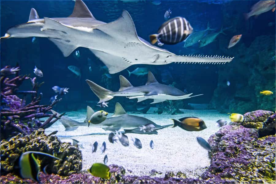 SEA LIFE Sydney Aquarium Entry Ticket - Starting at Darling Harbour