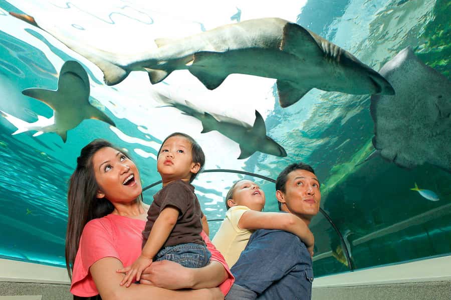 SEA LIFE Sydney Aquarium Entry Ticket - Underwater tunnels with sharks and rays