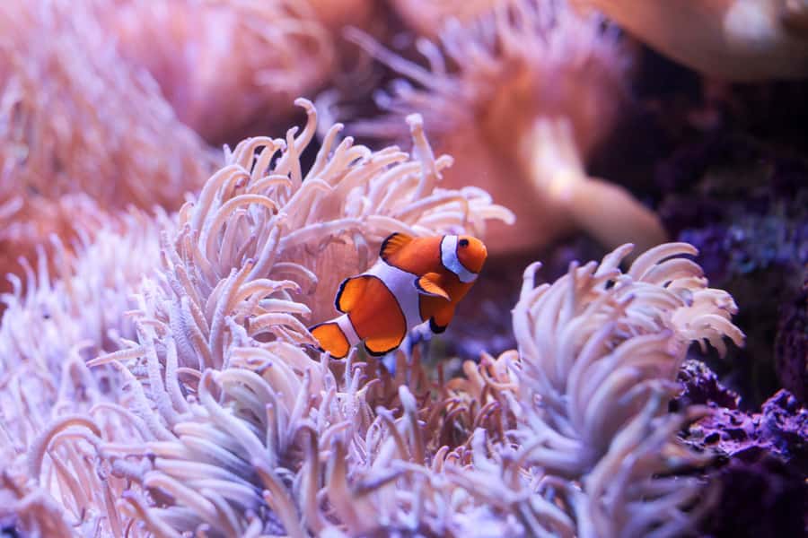 SEA LIFE Sydney Aquarium Entry Ticket - Little penguins and the Southern Oceans