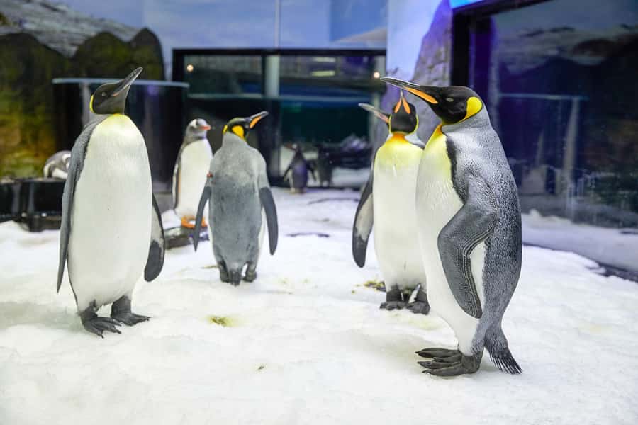 SEA LIFE Sydney Aquarium Entry Ticket - Talks, interactive displays and the pace of the route