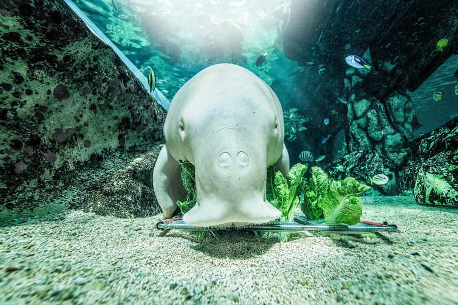SEA LIFE Sydney Aquarium Entry Ticket - How much value do you get for $31?