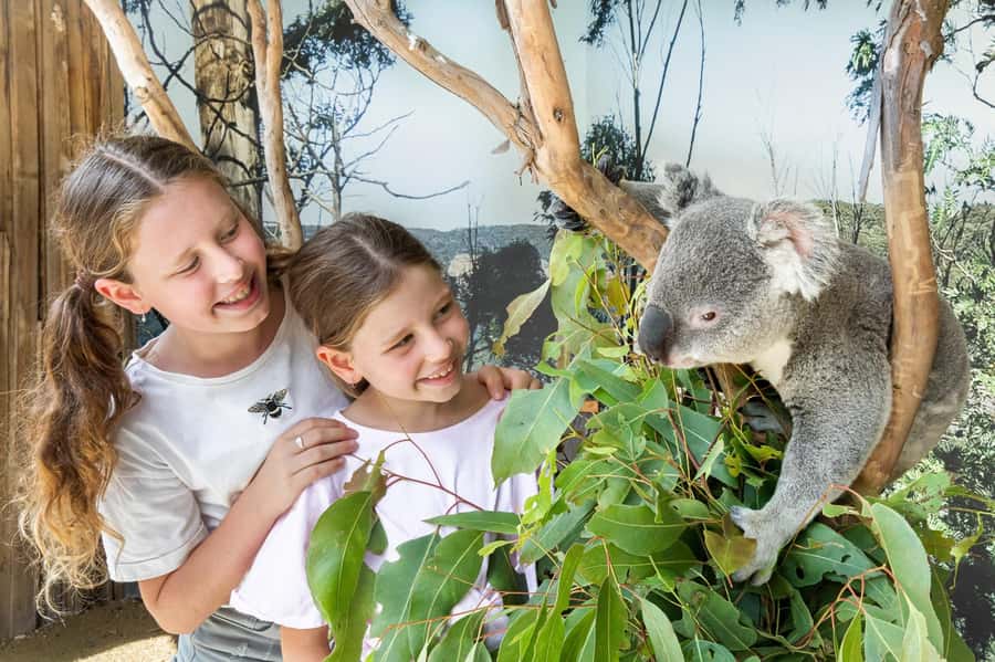 Small Group Blue Mountains, Wildlife & Scenic World Day Tour - Sydney Zoo and the included koala photograph