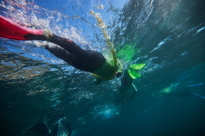 Small Group Manly Snorkel Tour and Nature Walk with Local Guide - What makes Manly’s sheltered water worth your time