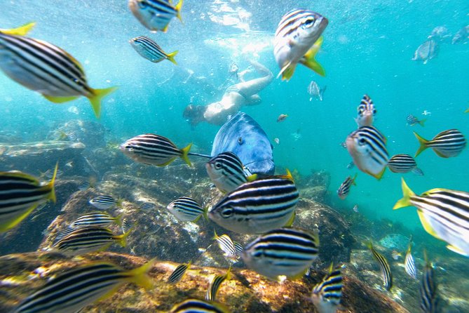 Small Group Manly Snorkel Tour and Nature Walk with Local Guide - Getting to the meeting point without a scramble