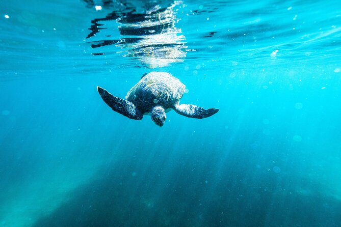 Small Group Manly Snorkel Tour and Nature Walk with Local Guide - Who should book, and who should skip it