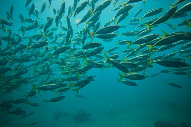 Small Group Manly Snorkel Tour and Nature Walk with Local Guide - Weather, cancellations, and realistic expectations