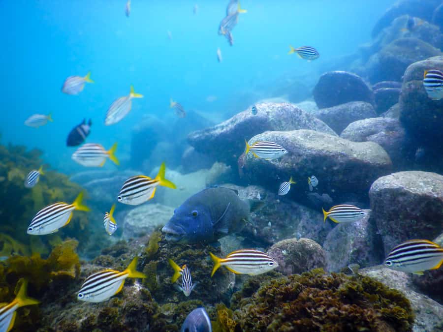 Snorkel Sydney’s Stunning Marine Reserve on a Private Tour - Key points at a glance