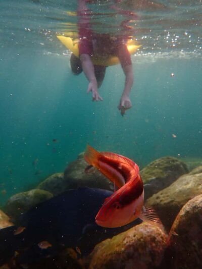 Snorkel Sydney’s Stunning Marine Reserve on a Private Tour