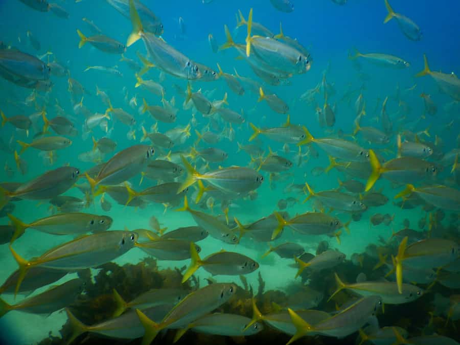 Snorkel Sydney’s Stunning Marine Reserve on a Private Tour - One hour among fish, gropers, and cuttlefish