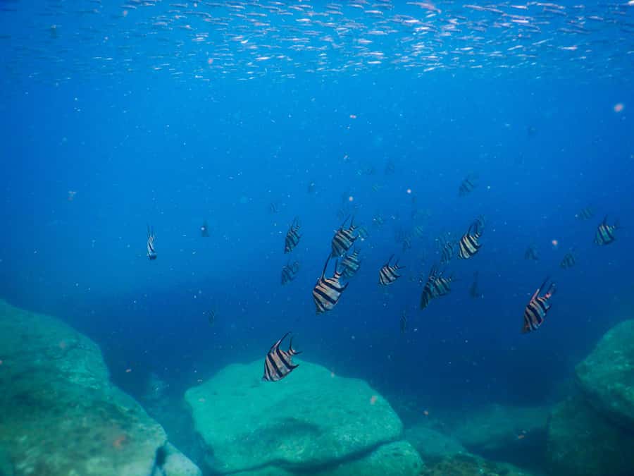 Snorkel Sydney’s Stunning Marine Reserve on a Private Tour - Why the private format is worth the price