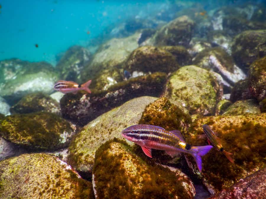 Snorkel Sydney’s Stunning Marine Reserve on a Private Tour - Guides who make beginners feel at ease