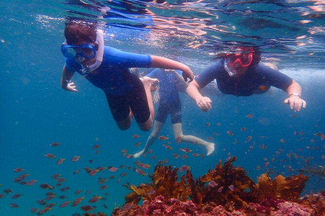Snorkeling Adventure for Kids with Private Guide In Sydney - Key points to know before booking