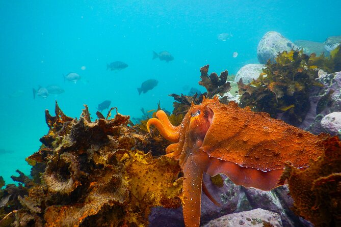 Snorkeling Adventure for Kids with Private Guide In Sydney - Why Clovelly Beach works for a first family snorkel