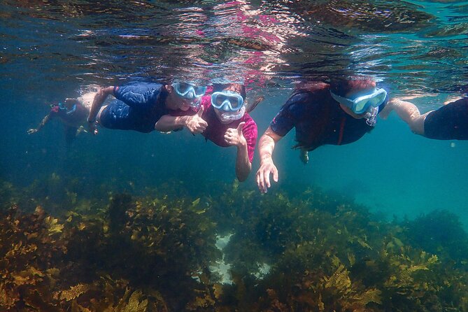 Snorkeling Adventure for Kids with Private Guide In Sydney - What you may see below the surface