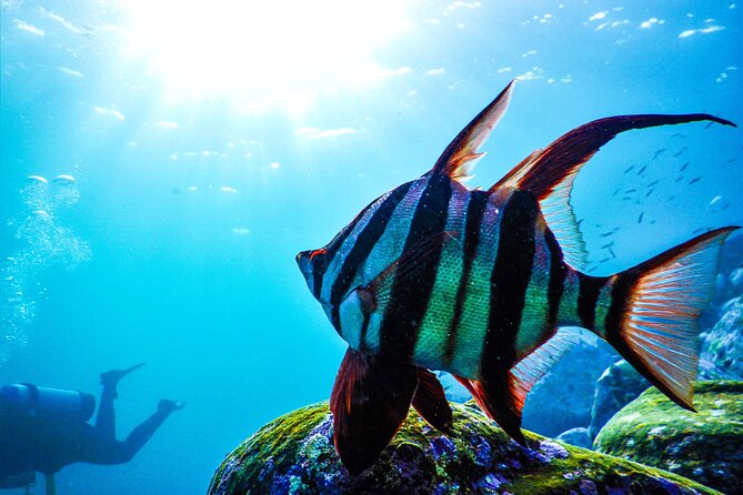 Snorkeling Adventure for Kids with Private Guide In Sydney - Equipment, flotation, and comfort in the water