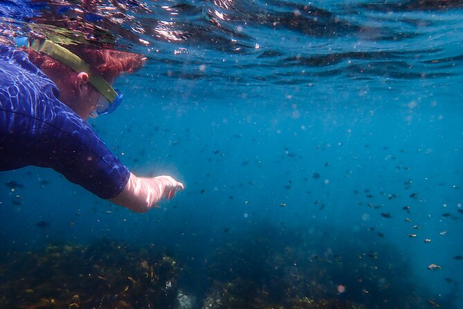 Snorkeling Adventure for Kids with Private Guide In Sydney - When the backup site at Little Bay matters