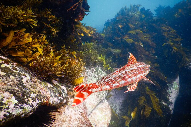 Snorkeling Adventure for Kids with Private Guide In Sydney - Is $143.09 per person fair value?