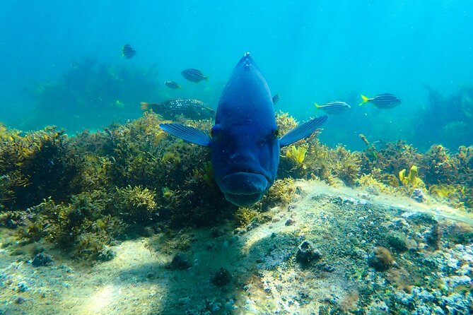 Snorkeling Adventure for Kids with Private Guide In Sydney - A 90-minute outing built around your children