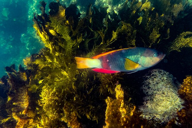 Snorkeling To Discover Sydney's Underwater Wonders - Key details at a glance