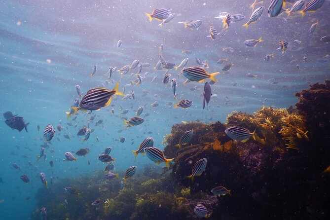 Snorkeling To Discover Sydney's Underwater Wonders - A 90-minute outing with a small group