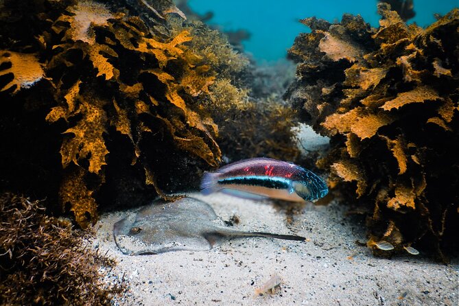 Snorkeling To Discover Sydney's Underwater Wonders - Following the day’s marine activity