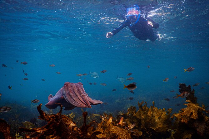 Snorkeling To Discover Sydney's Underwater Wonders - Clovelly Beach and the possible move to Little Bay