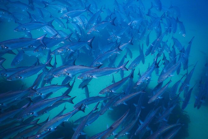 Snorkeling To Discover Sydney's Underwater Wonders - What you may see below the surface