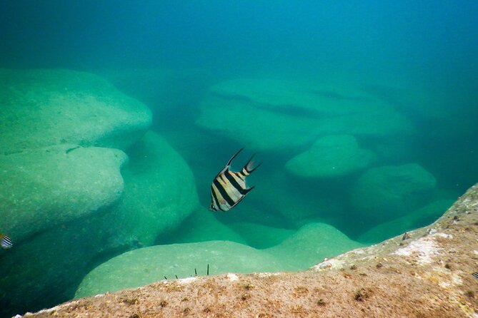 Snorkeling To Discover Sydney's Underwater Wonders - Is the $70.29 price good value?